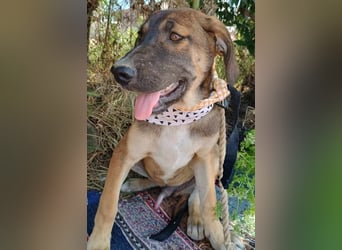 Antonio geb. 01/2025 (GRC) - freundlicher und kontaktfreudiger Junghund!