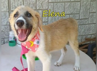 Elena geb. 04/2026 (GRC) - wunderbares Hundemädchen sucht wunderbares Zuhause!