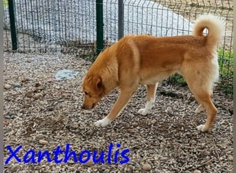Xanthoulis geb. 01/2019 (GRC) - kluger, fröhlicher und menschenbezogener Rüde!
