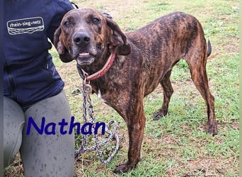 Nathan geb. 01/2022 (GRC) - verspielter, charmanter und wunderschöner Rüde!