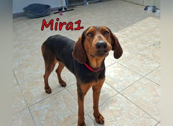 Mira1 geb. 08/2024 (GRC) - menschenbezogene Jagdhund-Mix Dame sucht ein Zuhause!