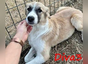 Diva3 geb. 07/2023 (GRC) - lebensfrohe, liebe und verspielte Junghündin!