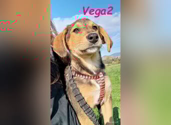 Vega2 geb. 08/2025 (GRC) - zärtliche und anhängliche Welpin!