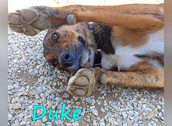 Duke geb. 02/2021 (GRC) - sensibler Rüde möchte endlich das Tierheim verlassen!