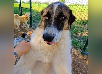 Felix geb. 02/2022 (GRC) - geselliger, verschmuster und freundlicher, junger Rüde!