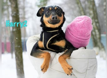 Harry2 geb. 12/2021 - ein Engel auf 4 Pfoten!