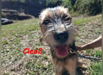 Cleo2 geb. 01/2025 (GRC) - freundliche Junghündin sucht ihr Körbchen!