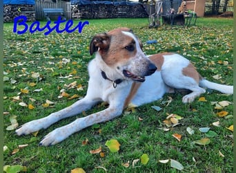 Baster geb. 10/2021 (in Deutschland) - sportlicher, verschmuster und aufmerksamer Rüde!