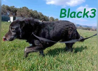 Black3 geb. 03/2019 (GRC) - sanfter, liebevoller und verschmuster Rüde!