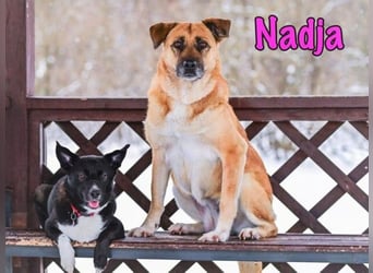 Nadja geb. 01/2017 - treue und verschmuste Hündin mit goldenem Herz!