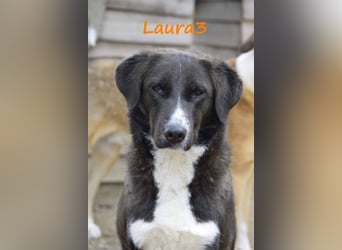 Laura3 geb. 06/2019 (GRC) - schüchterne Schönheit wünscht sich ein ruhiges Zuhause!