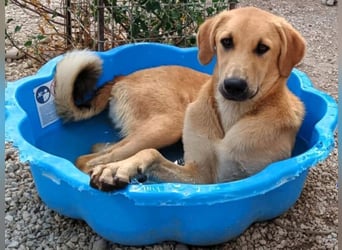 Petros3 geb. 12/2024 (GRC) - ausgeglichener, freundlicher und geselliger Junghund!