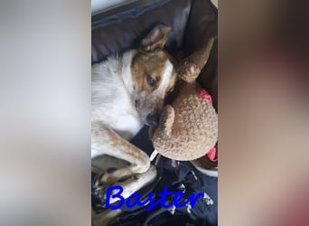 Baster geb. 10/2021 (in Deutschland) - sportlicher, verschmuster und aufmerksamer Rüde!