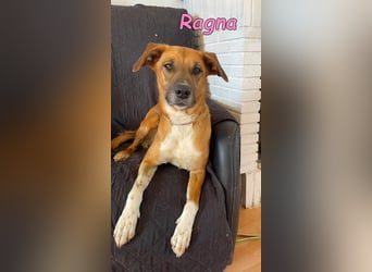 Ragna geb. 01/2025 (ESP) - gutgelaunte, freundliche Junghündin auf der Suche!