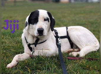 Jiji 07/2023 (in Deutschland) - ruhige und sanfte, wundervolle junge Hündin!