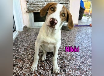 Nikki geb. 03/2025 (GRC) - verträgliche, süße Junghündin mit grünen Augen