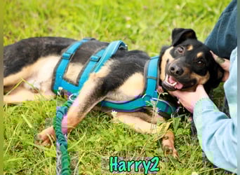 Harry2 geb. 12/2021 - ein Engel auf 4 Pfoten!