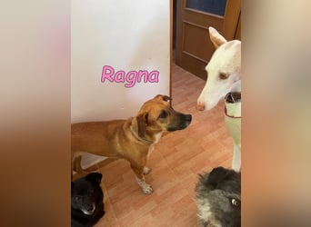 Ragna geb. 01/2025 (ESP) - gutgelaunte, freundliche Junghündin auf der Suche!