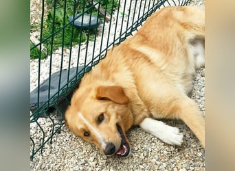 Xanthoulis geb. 01/2019 (GRC) - kluger, fröhlicher und menschenbezogener Rüde!