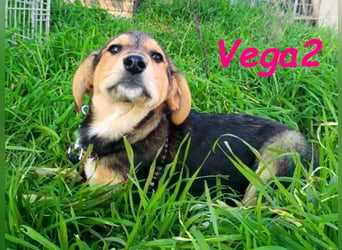 Vega2 geb. 08/2025 (GRC) - zärtliche und anhängliche Welpin!