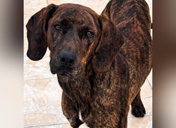 Nathan geb. 01/2022 (GRC) - verspielter, charmanter und wunderschöner Rüde!