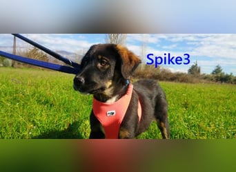 Spike3 geb. 11/2025 (GRC) - geselliges Hundebaby möchte in ein schönes Leben starten!