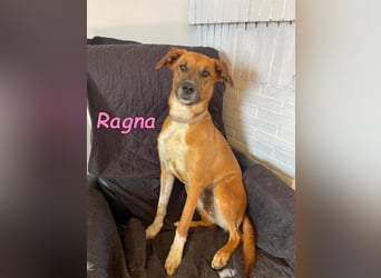 Ragna geb. 01/2025 (ESP) - gutgelaunte, freundliche Junghündin auf der Suche!