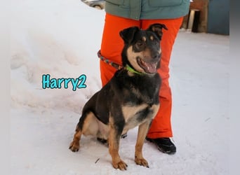 Harry2 geb. 12/2021 - ein Engel auf 4 Pfoten!