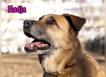 Nadja geb. 01/2017 - treue und verschmuste Hündin mit goldenem Herz!