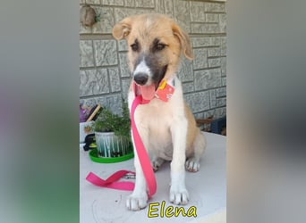Elena geb. 04/2026 (GRC) - wunderbares Hundemädchen sucht wunderbares Zuhause!