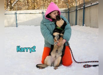 Harry2 geb. 12/2021 - ein Engel auf 4 Pfoten!