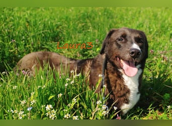 Laura3 geb. 06/2019 (GRC) - schüchterne Schönheit wünscht sich ein ruhiges Zuhause!