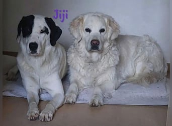 Jiji 07/2023 (in Deutschland) - ruhige und sanfte, wundervolle junge Hündin!