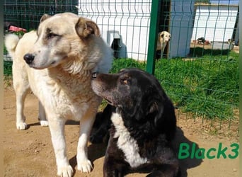 Black3 geb. 03/2019 (GRC) - sanfter, liebevoller und verschmuster Rüde!