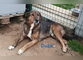 Duke geb. 02/2021 (GRC) - sensibler Rüde möchte endlich das Tierheim verlassen!