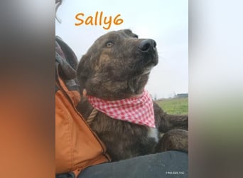 Sally6 geb. 2020 (GRC) - sanftmütige, ruhige und liebenswerte, wunderschöne Hündin!