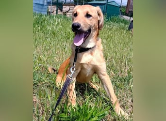 Petros3 geb. 12/2024 (GRC) - ausgeglichener, freundlicher und geselliger Junghund!