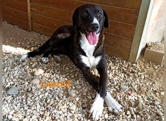 Laura3 geb. 06/2019 (GRC) - schüchterne Schönheit wünscht sich ein ruhiges Zuhause!