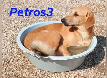 Petros3 geb. 12/2024 (GRC) - ausgeglichener, freundlicher und geselliger Junghund!