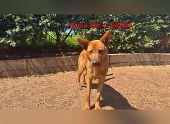 Cleo2 geb. 01/2025 (GRC) - freundliche Junghündin sucht ihr Körbchen!