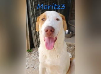 Moritz3 geb. 12/2025 (GRC) - freundlicher und verspielter Welpe sucht seine eigene Familie!