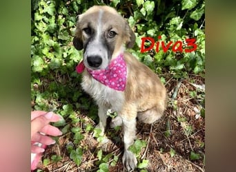 Diva3 geb. 07/2023 (GRC) - lebensfrohe, liebe und verspielte Junghündin!