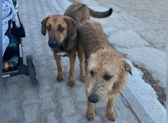 Bono2 geb. 10/2024 (GRC) - entspannter und menschenbezogener Junghund!