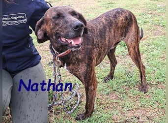 Nathan geb. 01/2022 (GRC) - verspielter, charmanter und wunderschöner Rüde!