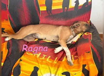 Ragna geb. 01/2025 (ESP) - gutgelaunte, freundliche Junghündin auf der Suche!