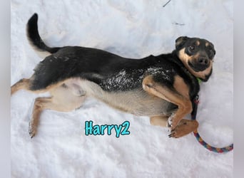 Harry2 geb. 12/2021 - ein Engel auf 4 Pfoten!