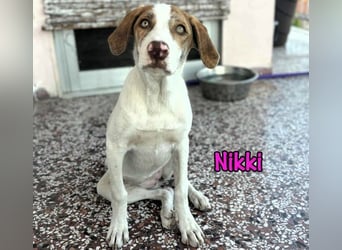 Nikki geb. 03/2025 (GRC) - verträgliche, süße und lernwillige Maus sucht ein Zuhause!