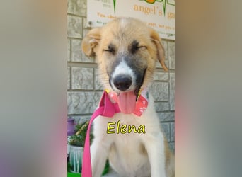 Elena geb. 04/2026 (GRC) - wunderbares Hundemädchen sucht wunderbares Zuhause!