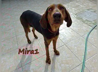 Mira1 geb. 08/2024 (GRC) - menschenbezogene Jagdhund-Mix Dame sucht ein Zuhause!