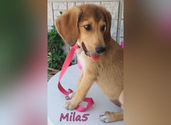 Mila5 geb. 04/2026 (GRC) - diese zuckersüße Maus hat soviel mehr verdient!